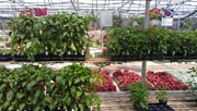 Plants 2013