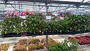 Plants 2013