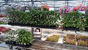 Plants 2013