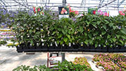 Plants 2013
