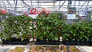 Plants 2013