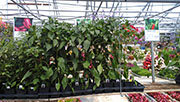 Plants 2013