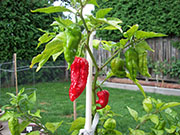 Plants 2013