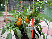 Plants 2013