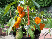 Plants 2013