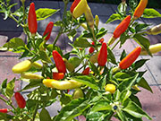 Plants 2013
