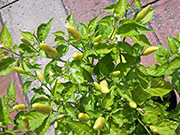 dauphinais