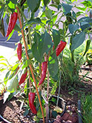 Piment d'Espelette