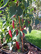 Piment d'Espelette