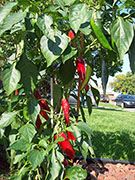 Piment d'Espelette