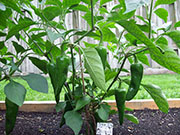 Piment d'Espelette