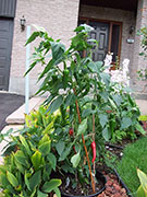 Piment d'Espelette