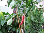 Piment d'Espelette