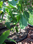 Piment d'Espelette