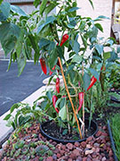 Piment d'Espelette