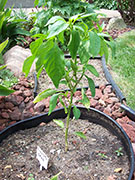 Piment d'Espelette