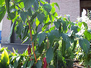 Piment d'Espelette