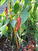 Piment d'Espelette