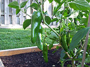 Piment d'Espelette