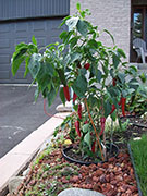 Piment d'Espelette
