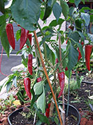 Piment d'Espelette