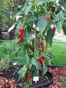 Piment d'Espelette