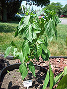 Piment d'Espelette