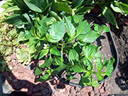 Piment d'Espelette