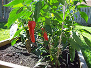 Piment d'Espelette