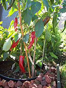 Piment d'Espelette