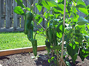 Piment d'Espelette
