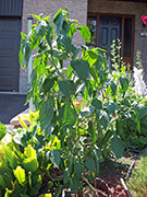 Piment d'Espelette