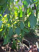 Piment d'Espelette
