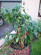 Piment d'Espelette