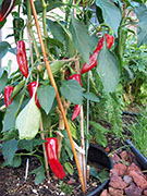 Piment d'Espelette