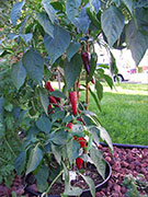 Piment d'Espelette