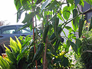 Piment d'Espelette