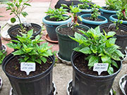 Fatalii