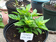 Fatalii