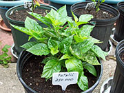 Fatalii