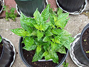 Fatalii