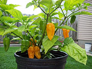 Fatalii