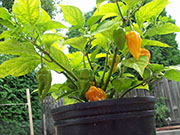 Fatalii