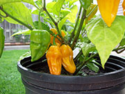 Fatalii