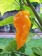 Fatalii