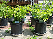 Fatalii