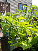 Fatalii