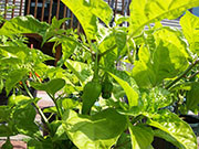 Fatalii