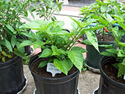 Fatalii