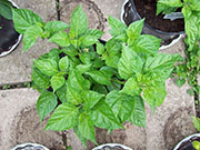 Fatalii